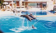 011-Dolphins jumping over a high rope